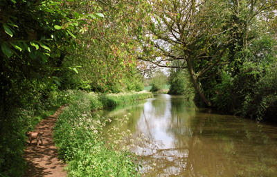Verdant view